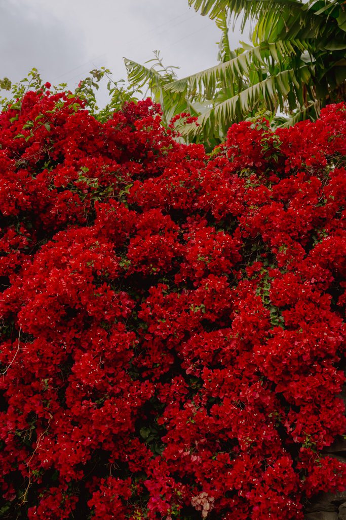 Wandern Madeira Blumen