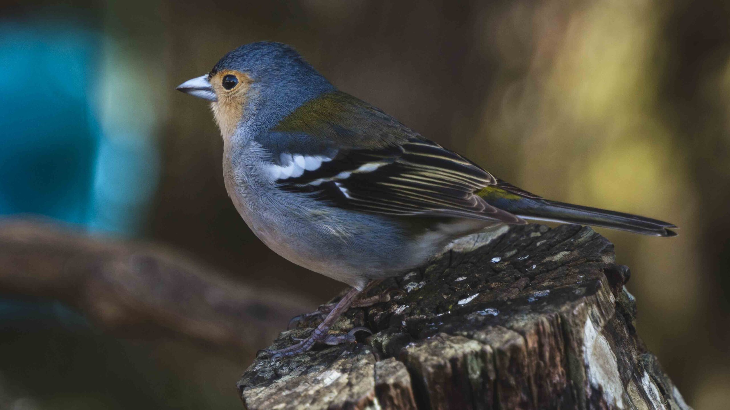 Birds Madeira - Oiseaux à Madère - Vogels op Madeira - Vögel auf Madeira